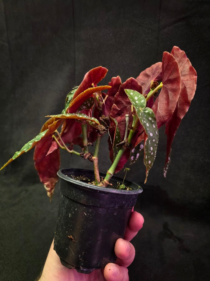 Polka Dot Begonia Silver Spot 