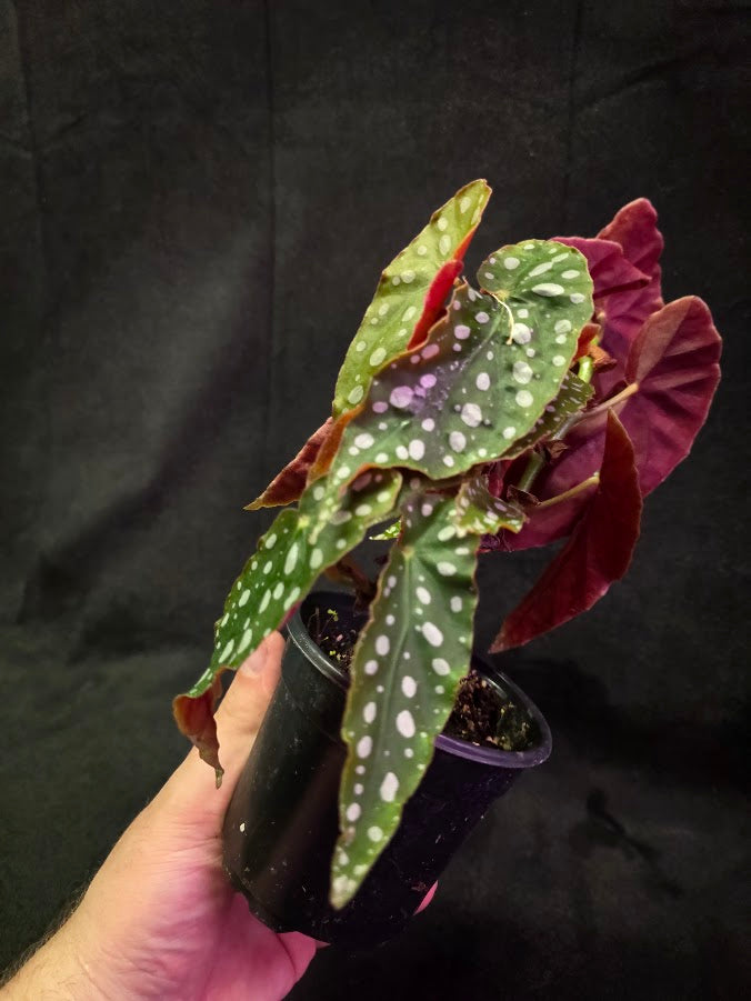Polka Dot Begonia Silver Spot 