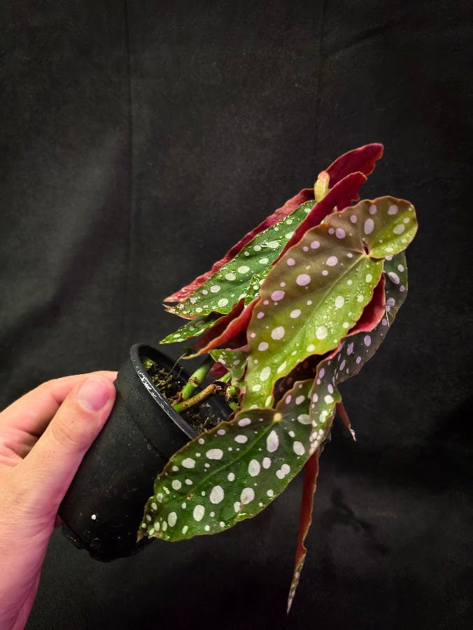 Polka Dot Begonia Silver Spot 