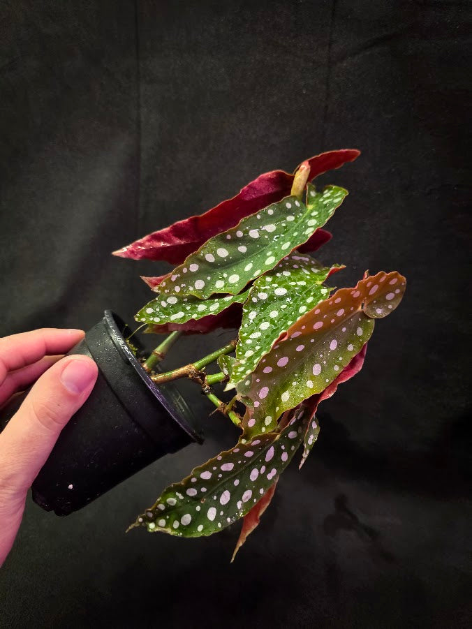 Polka Dot Begonia Silver Spot 