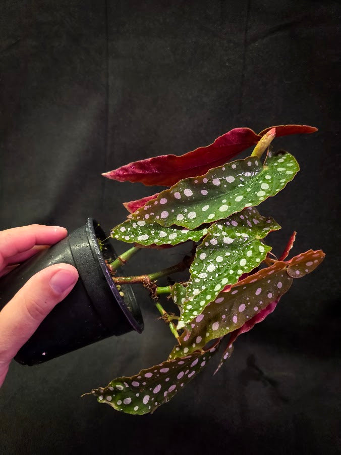 Polka Dot Begonia Silver Spot 