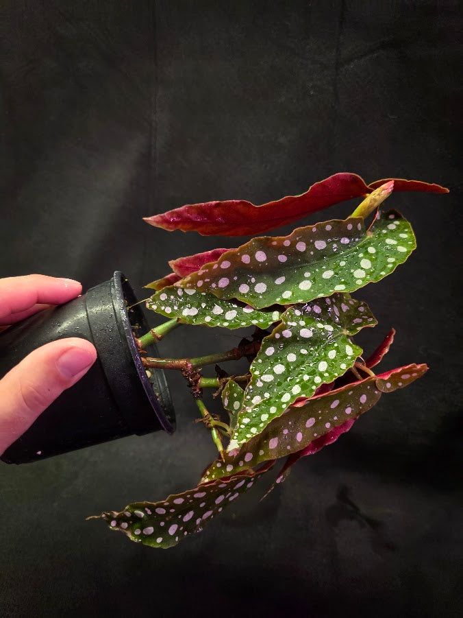 Polka Dot Begonia Silver Spot 