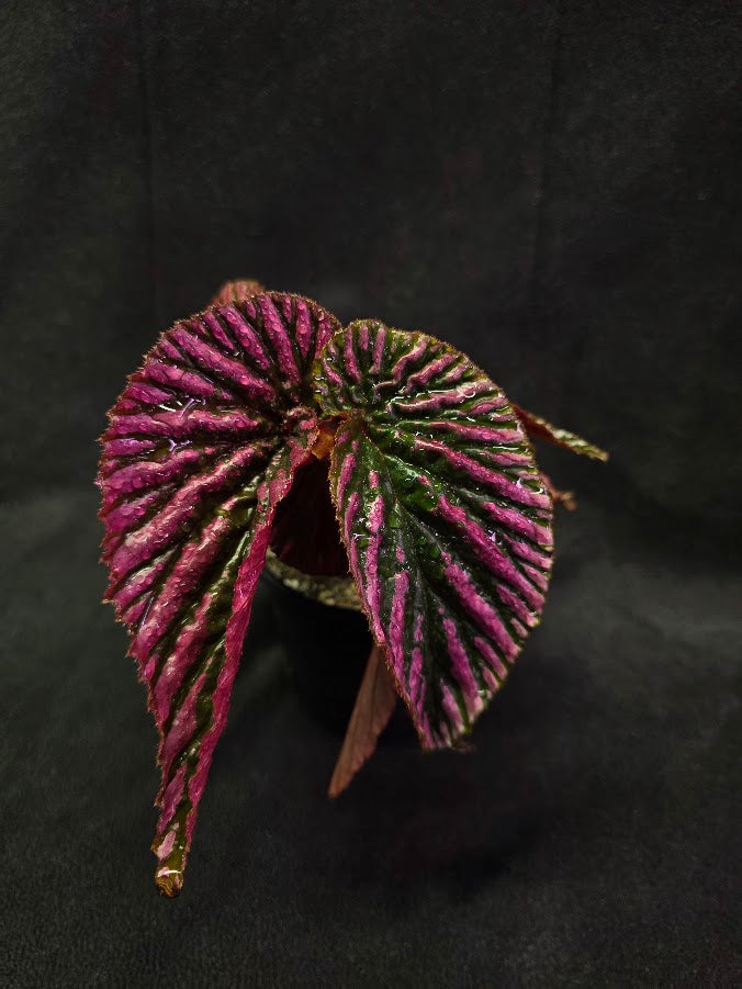 Begonia Brevirimosa Exotica 