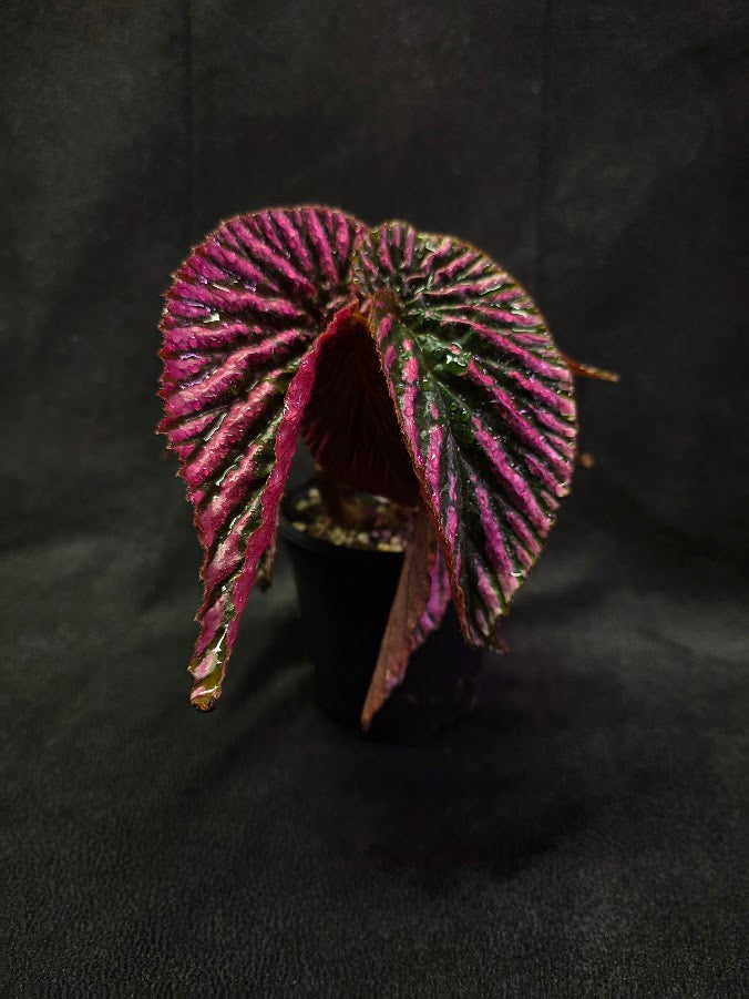 Begonia Brevirimosa Exotica 