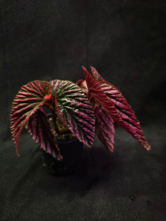 Begonia Brevirimosa Exotica 