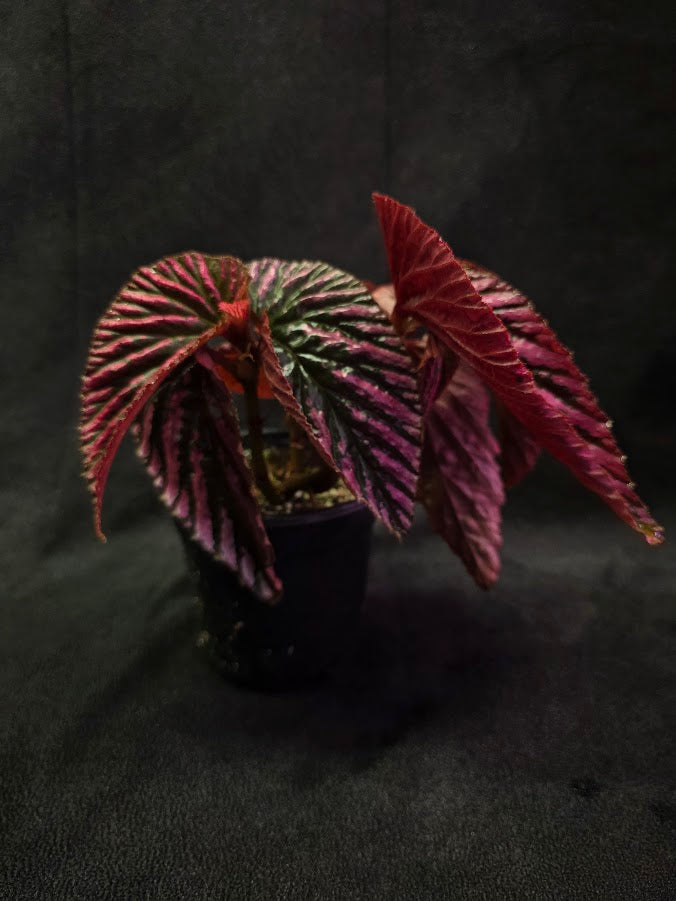 Begonia Brevirimosa Exotica 