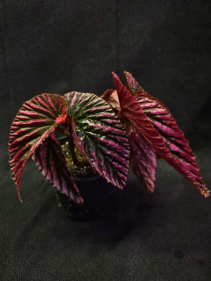 Begonia Brevirimosa Exotica 