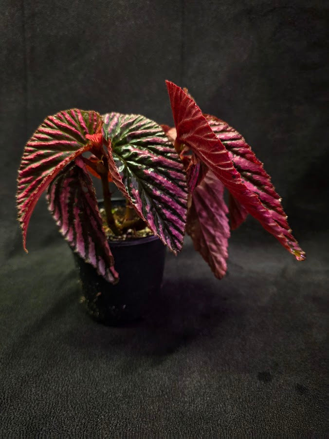 Begonia Brevirimosa Exotica 