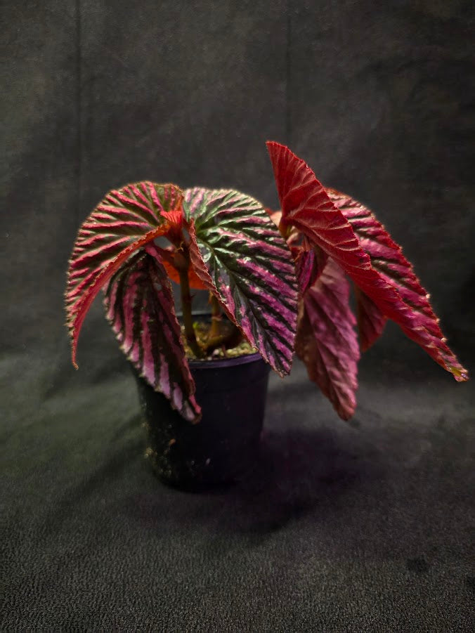 Begonia Brevirimosa Exotica 