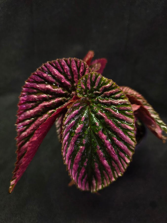 Begonia Brevirimosa Exotica 
