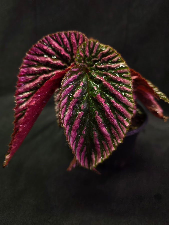 Begonia Brevirimosa Exotica 