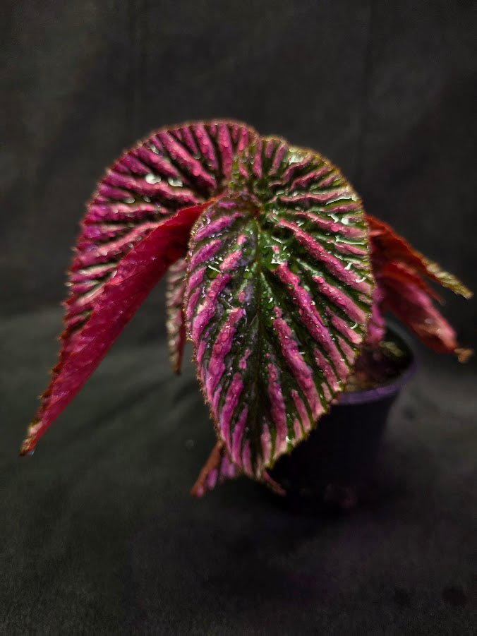 Begonia Brevirimosa Exotica 