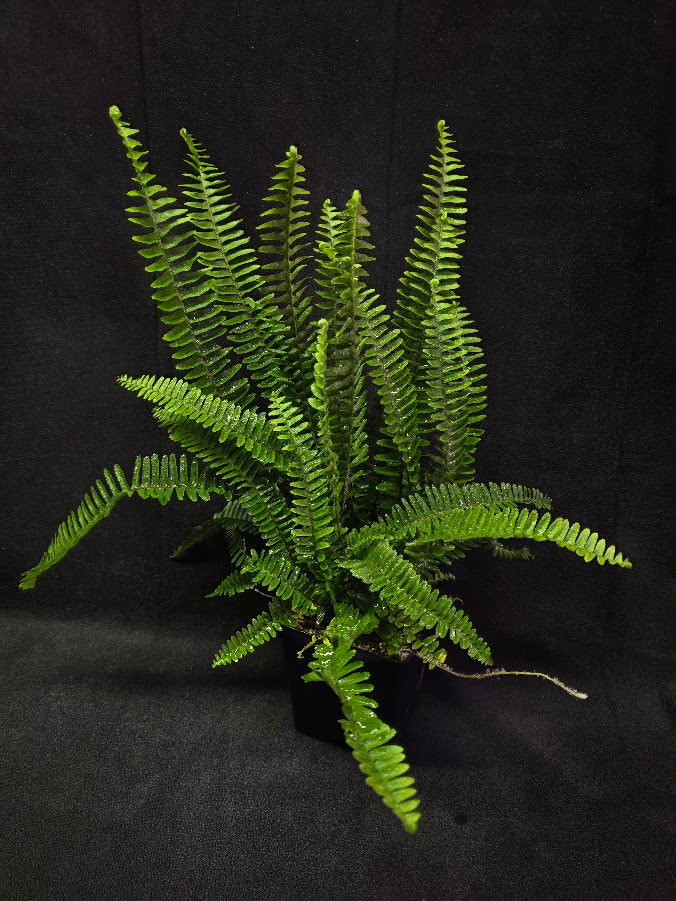 Upright Boston Fern 
