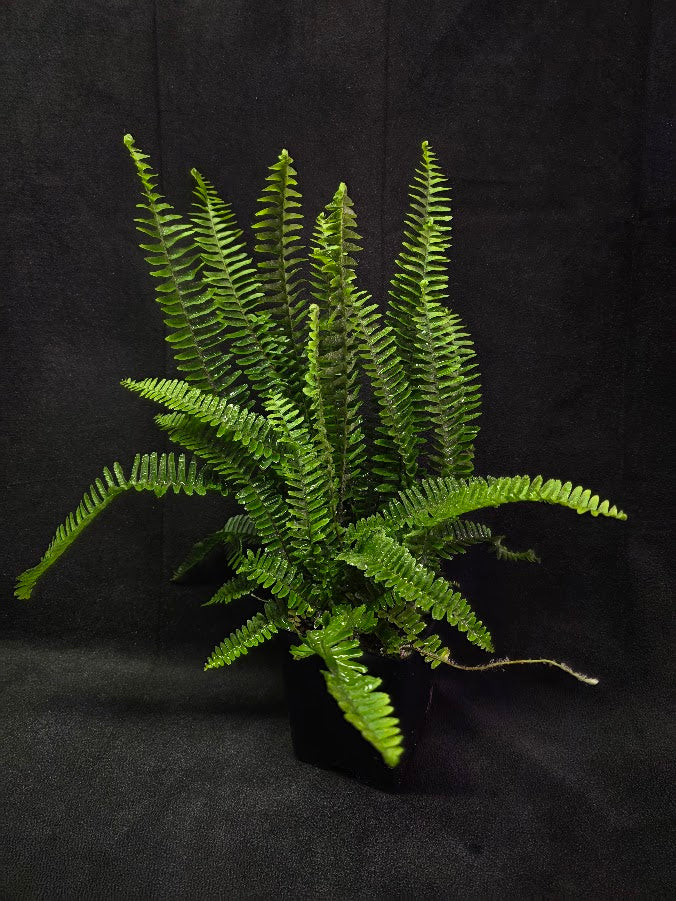 Upright Boston Fern 