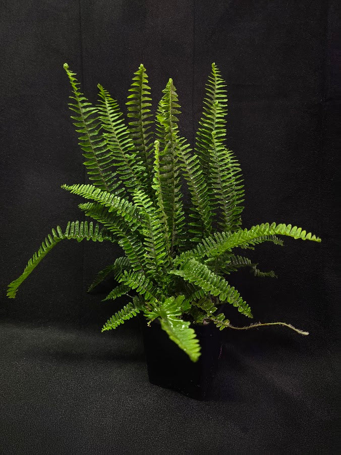 Upright Boston Fern 