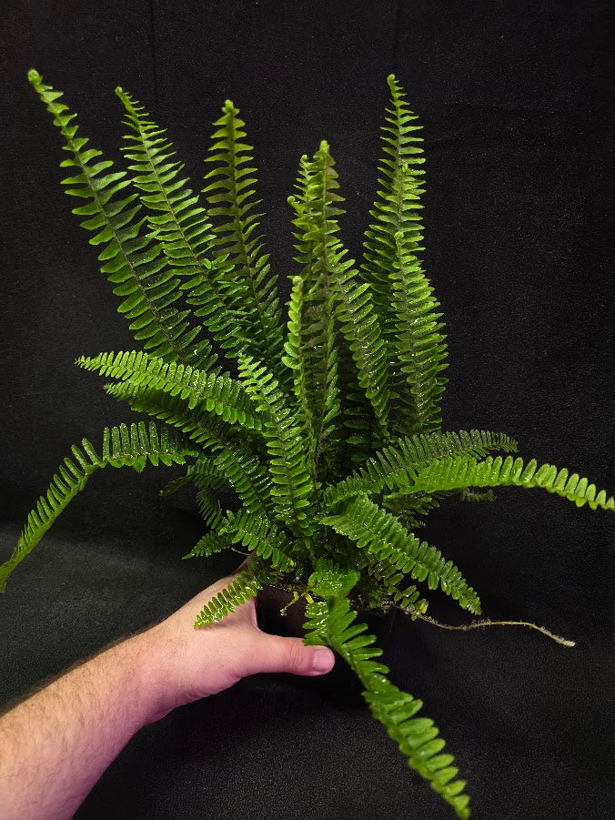 Upright Boston Fern 