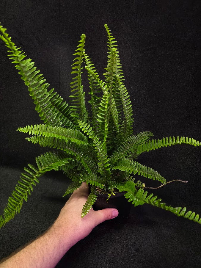 Upright Boston Fern 