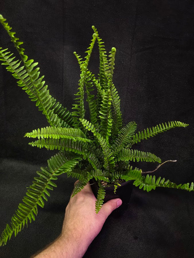 Upright Boston Fern 