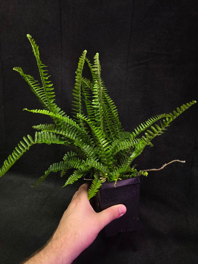 Upright Boston Fern 