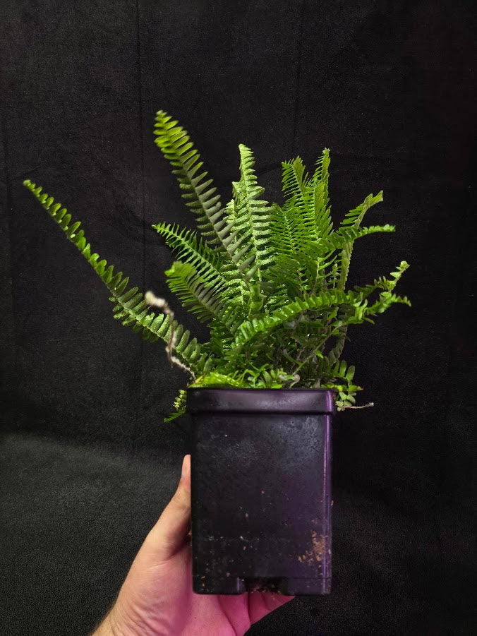 Upright Boston Fern 