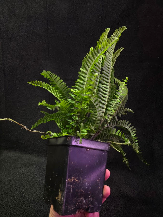 Upright Boston Fern 