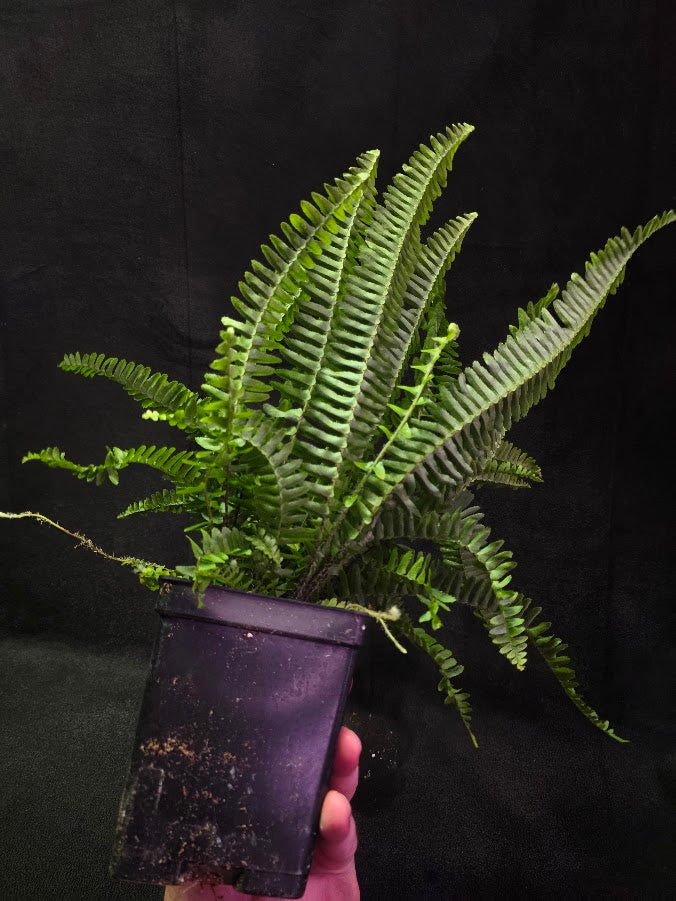 Upright Boston Fern 