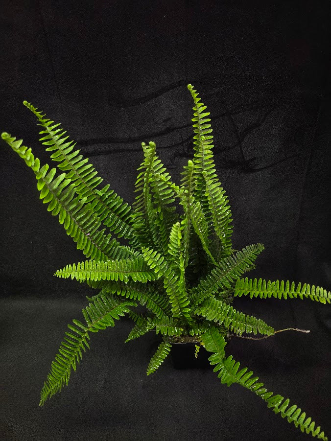 Upright Boston Fern 