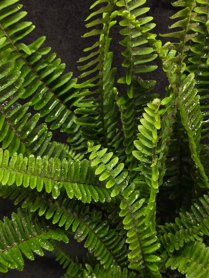 Upright Boston Fern 