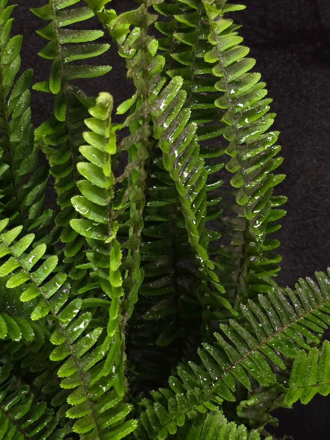 Upright Boston Fern 