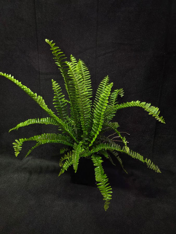 Upright Boston Fern 