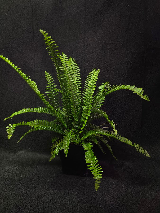 Upright Boston Fern 