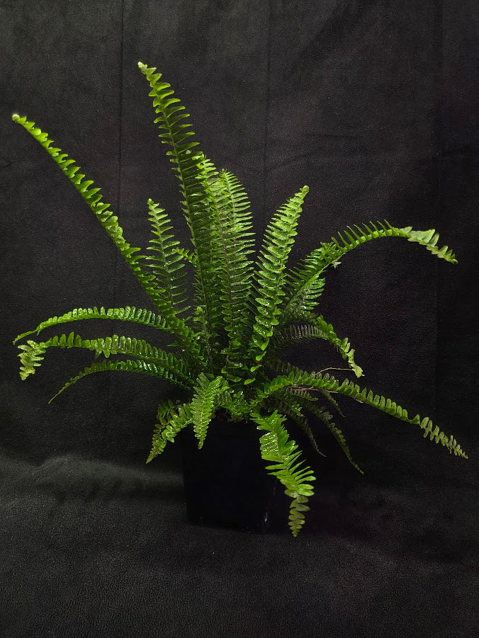 Upright Boston Fern 