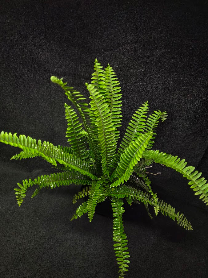 Upright Boston Fern 
