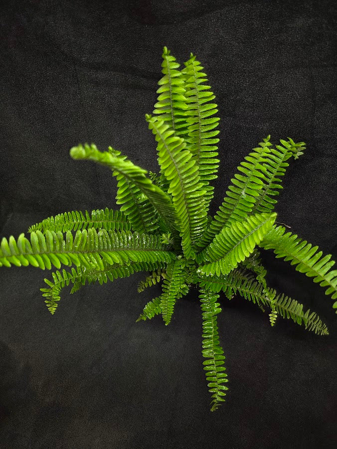 Upright Boston Fern 