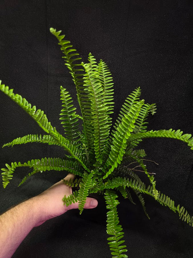 Upright Boston Fern 