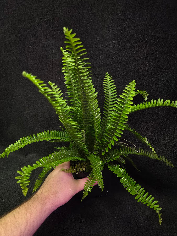 Upright Boston Fern 