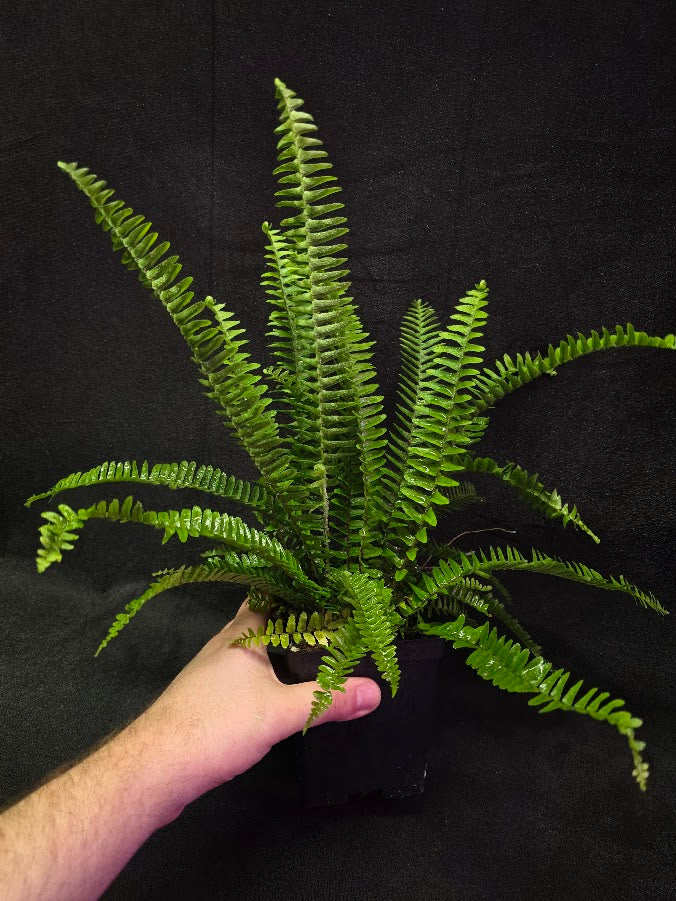 Upright Boston Fern 