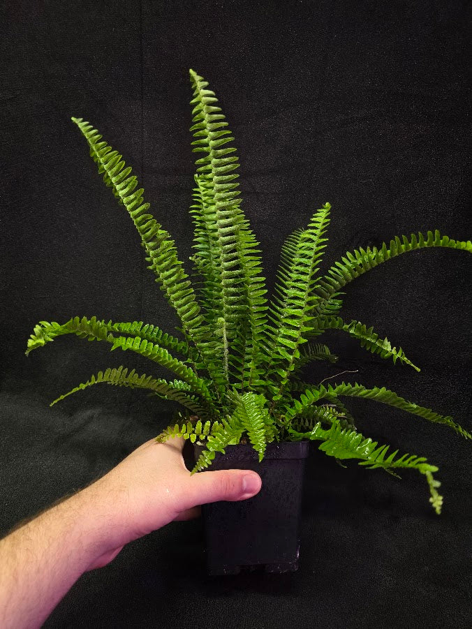 Upright Boston Fern 