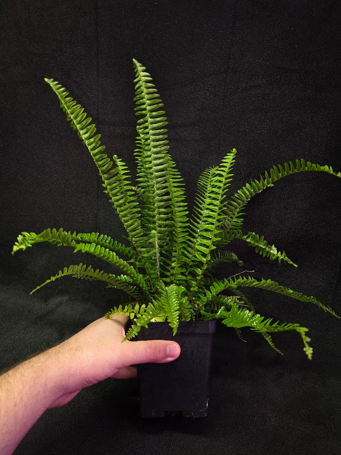 Upright Boston Fern 