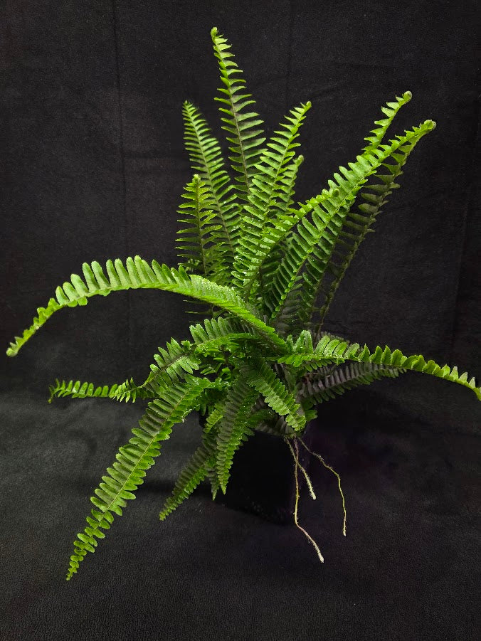 Upright Boston Fern 