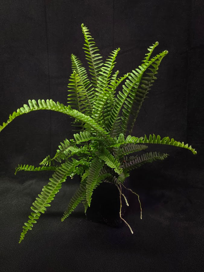 Upright Boston Fern 