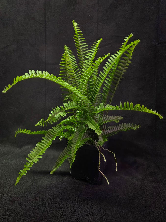 Upright Boston Fern 