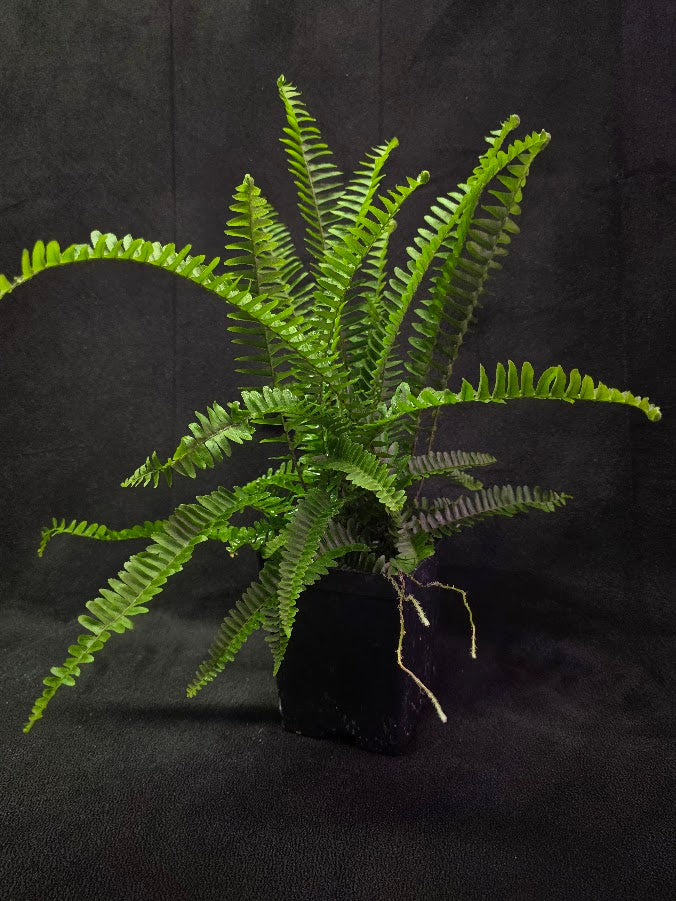 Upright Boston Fern 