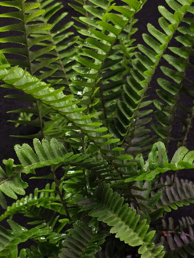 Upright Boston Fern 