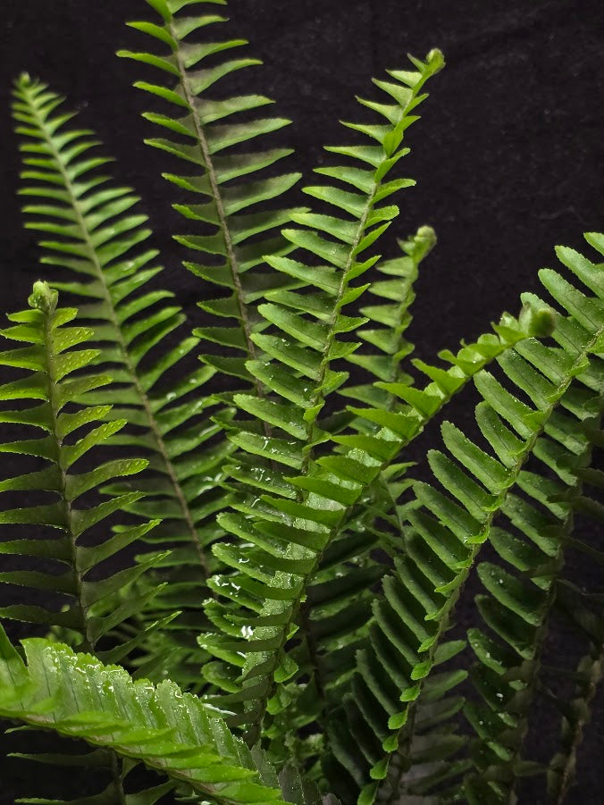Upright Boston Fern 