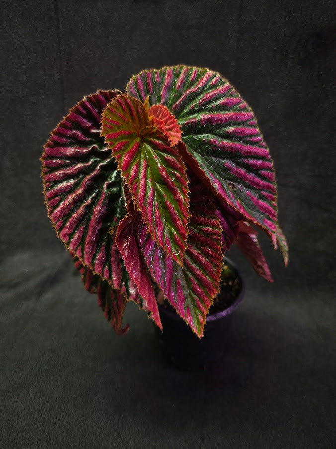 Begonia Brevirimosa Exotica 