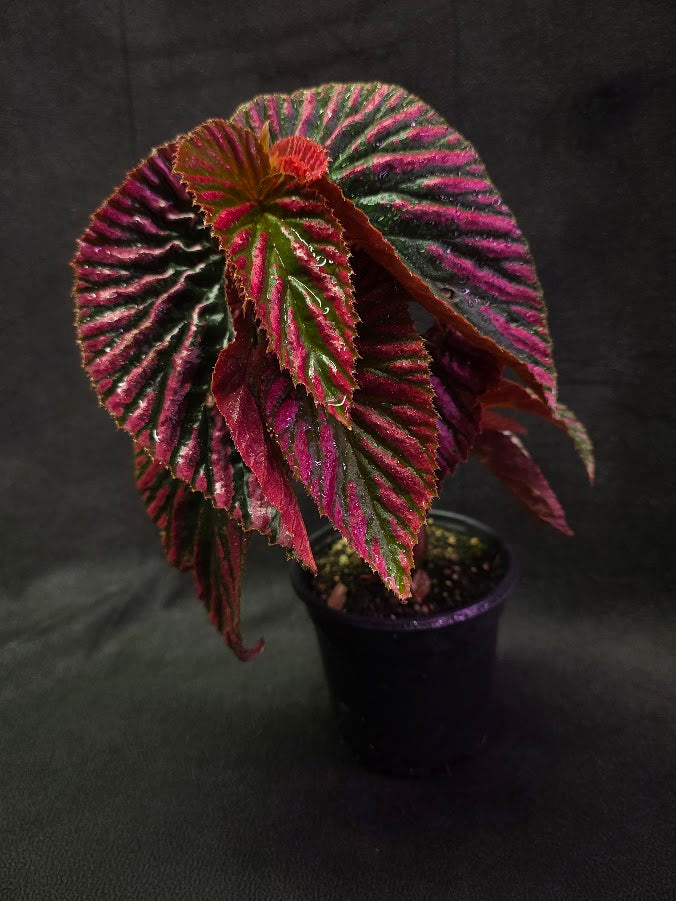 Begonia Brevirimosa Exotica 