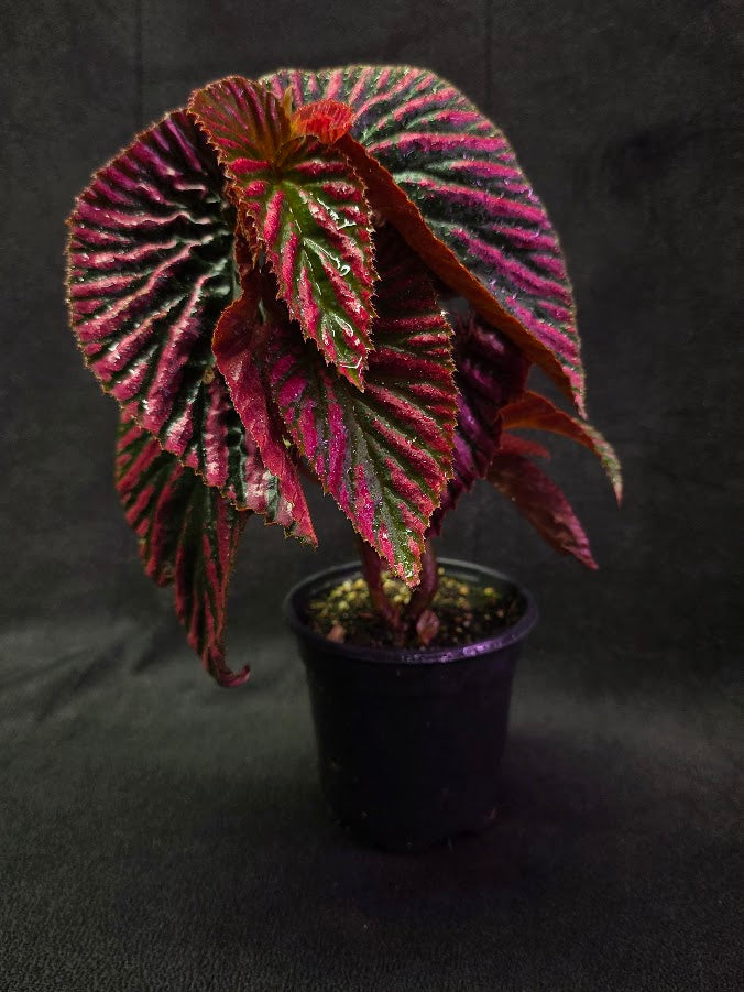 Begonia Brevirimosa Exotica 