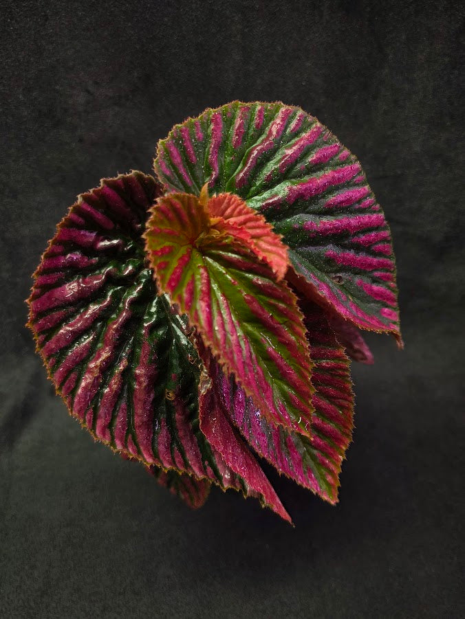 Begonia Brevirimosa Exotica 