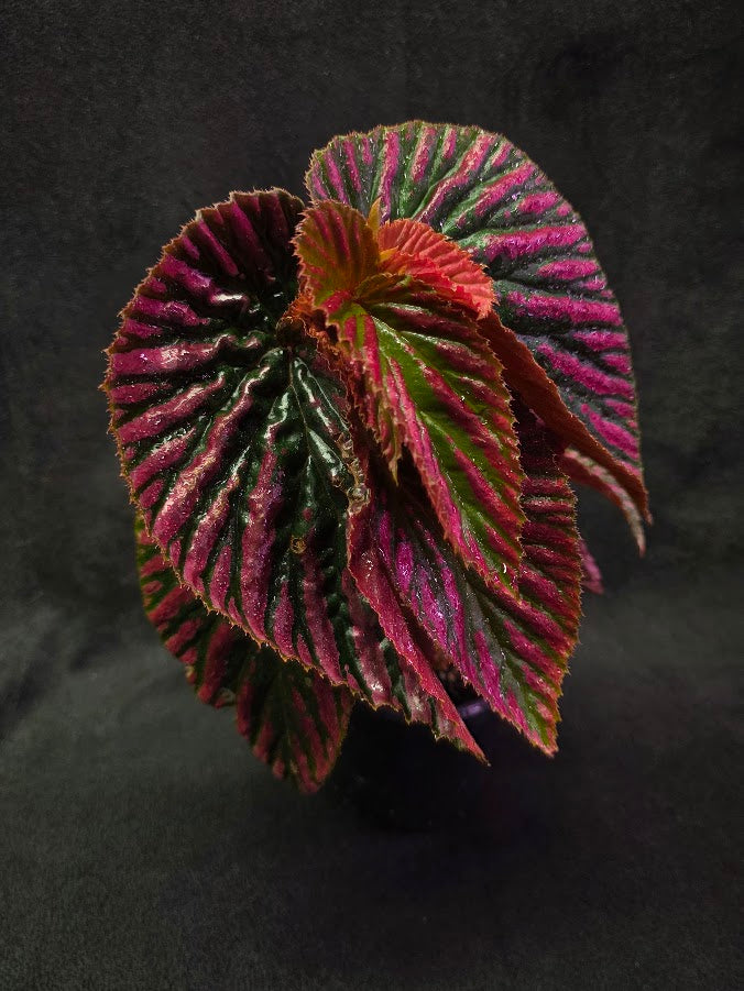 Begonia Brevirimosa Exotica 